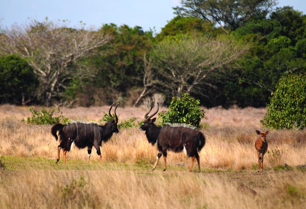 Gooderson Bushlands Game Lodge Хлухлуве Екстериор снимка