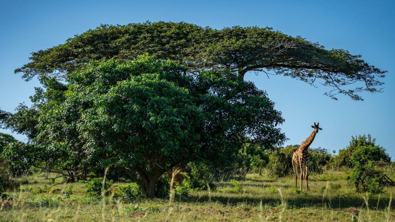 Gooderson Bushlands Game Lodge Хлухлуве Екстериор снимка