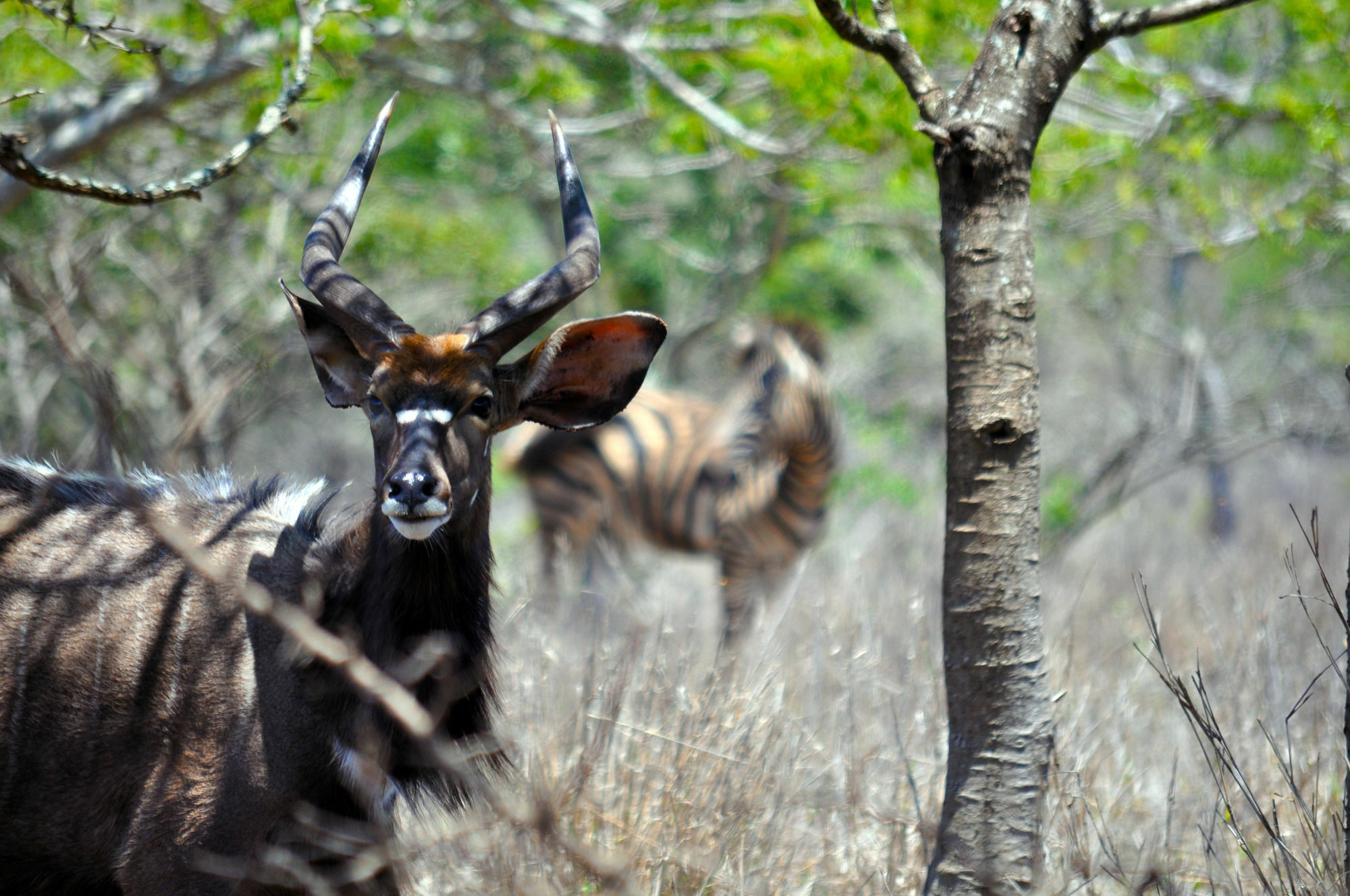Gooderson Bushlands Game Lodge Хлухлуве Екстериор снимка